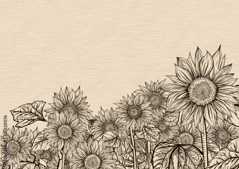 Naklejka premium Aiming towards the sky. Sunflowers