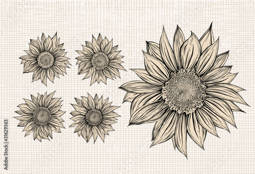 Sunflower.Drawing.Isolated objects