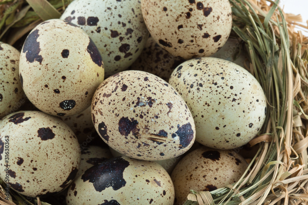 oeufs de caille oeufs de caille