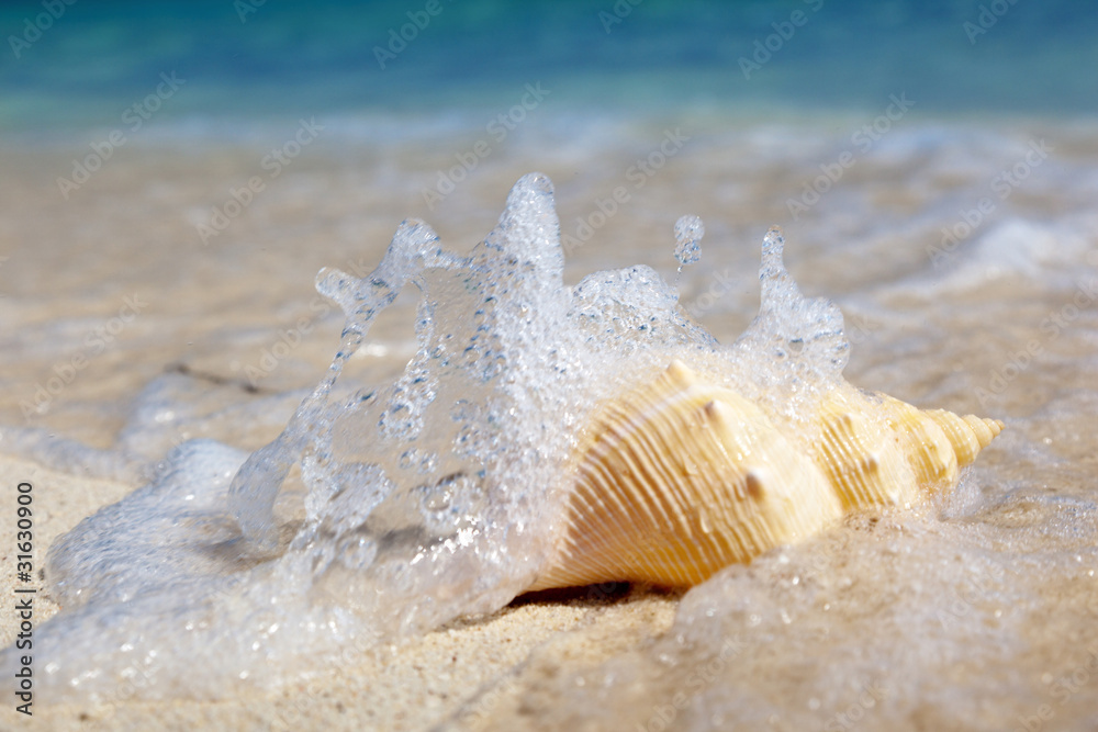 seashell on the beach seashell on the beach