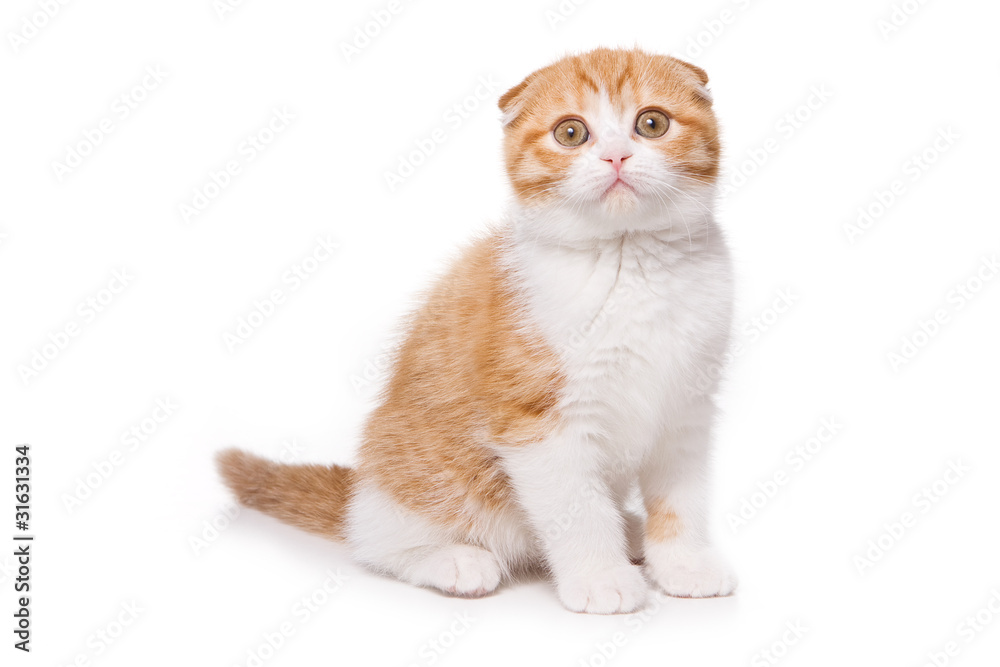 Scottish Fold kitten on white background Scottish Fold kitten on white background