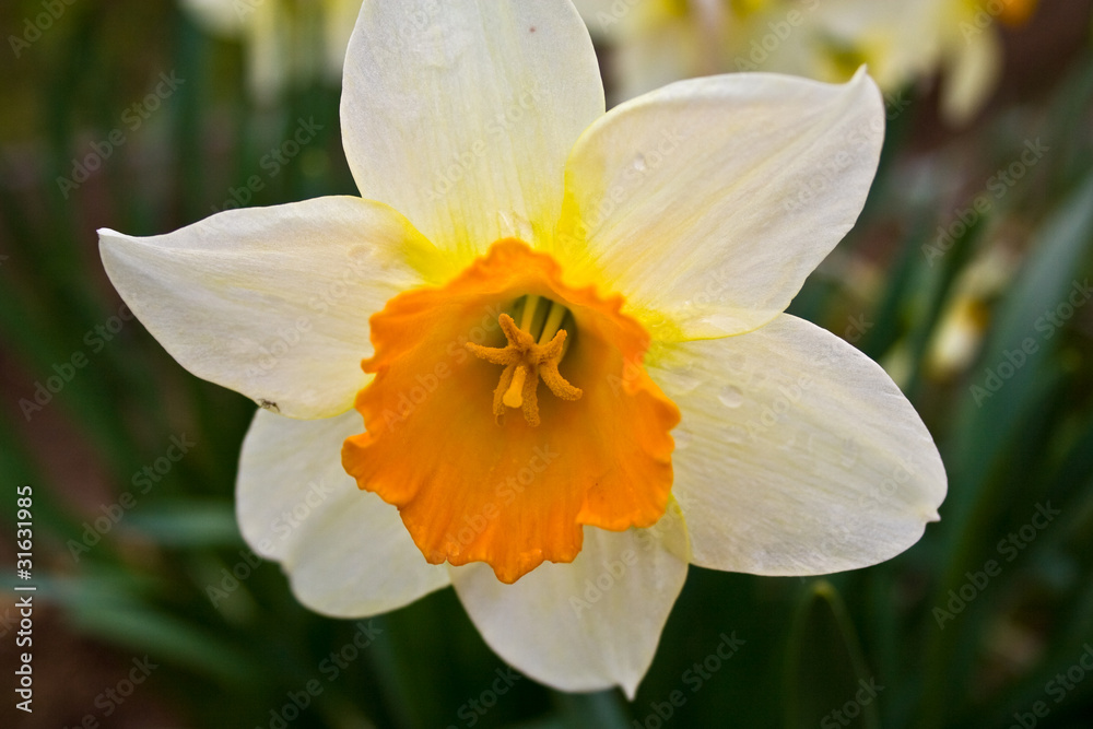 yellow daffodil yellow daffodil
