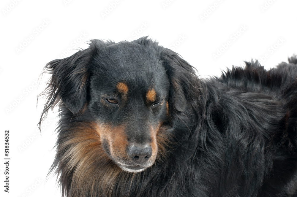 Fototapeta premium Dog