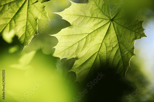 blätter im  sonnenlicht,ahorn photo