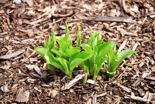 Plant spring photo