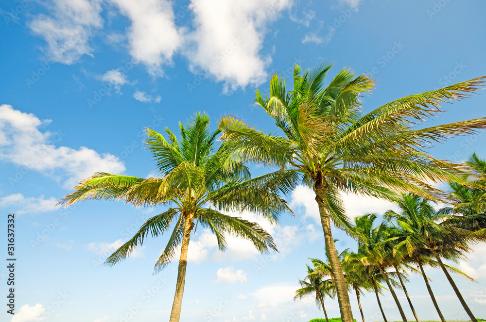Palms trees on the beach during bright day Palms trees on the beach during bright day