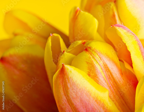 Wallpaper Mural colorful fresh tulips Torontodigital.ca