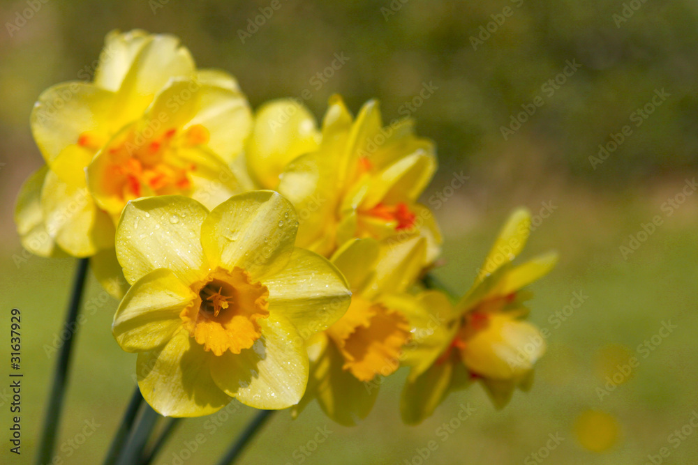 Fototapeta premium Muttertag,Karte