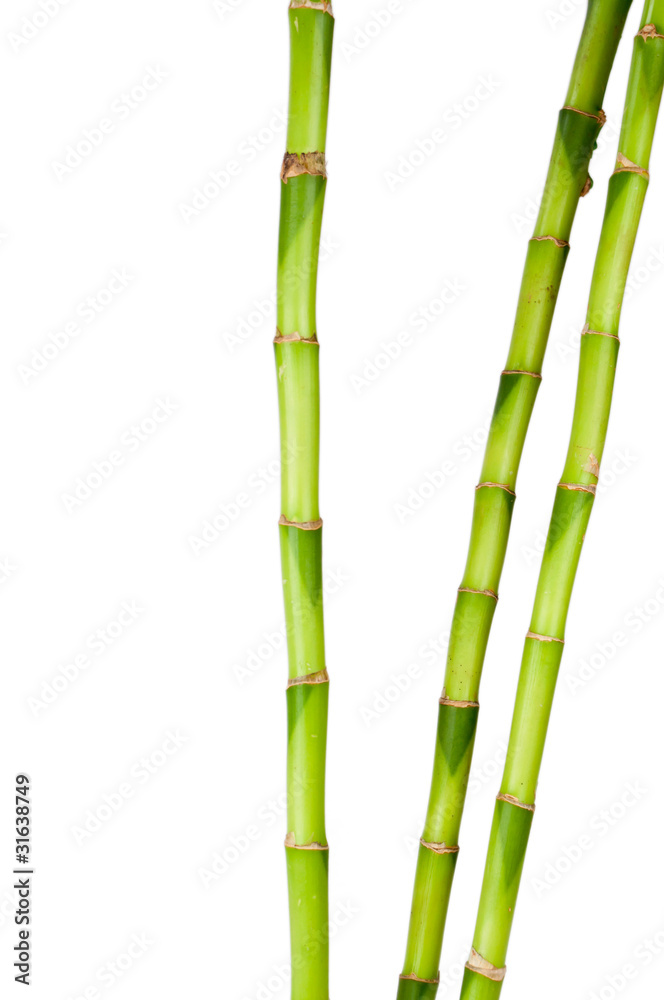 Naklejka premium growing bamboo