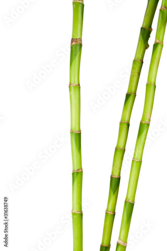 Fototapeta Naklejka Na Ścianę i Meble -  growing bamboo