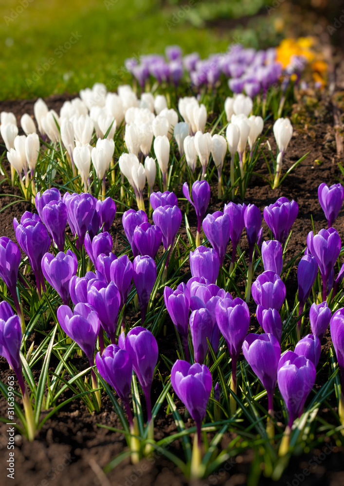 Spring holiday crocus flowers Spring holiday crocus flowers