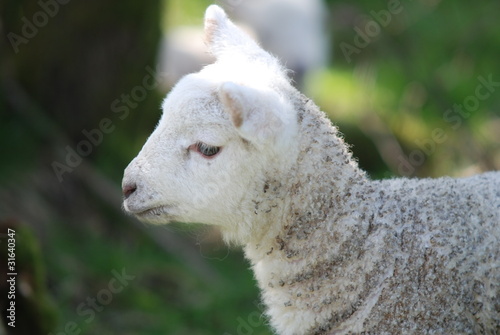 Lambs Head