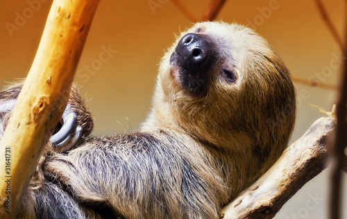 Two toed sloth