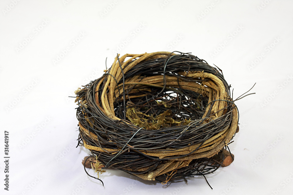 bird nest bird nest