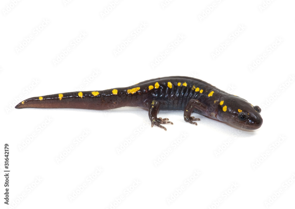 Naklejka premium Spotted Salamander