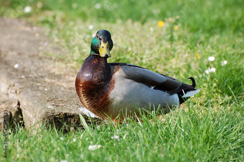 canard colvert