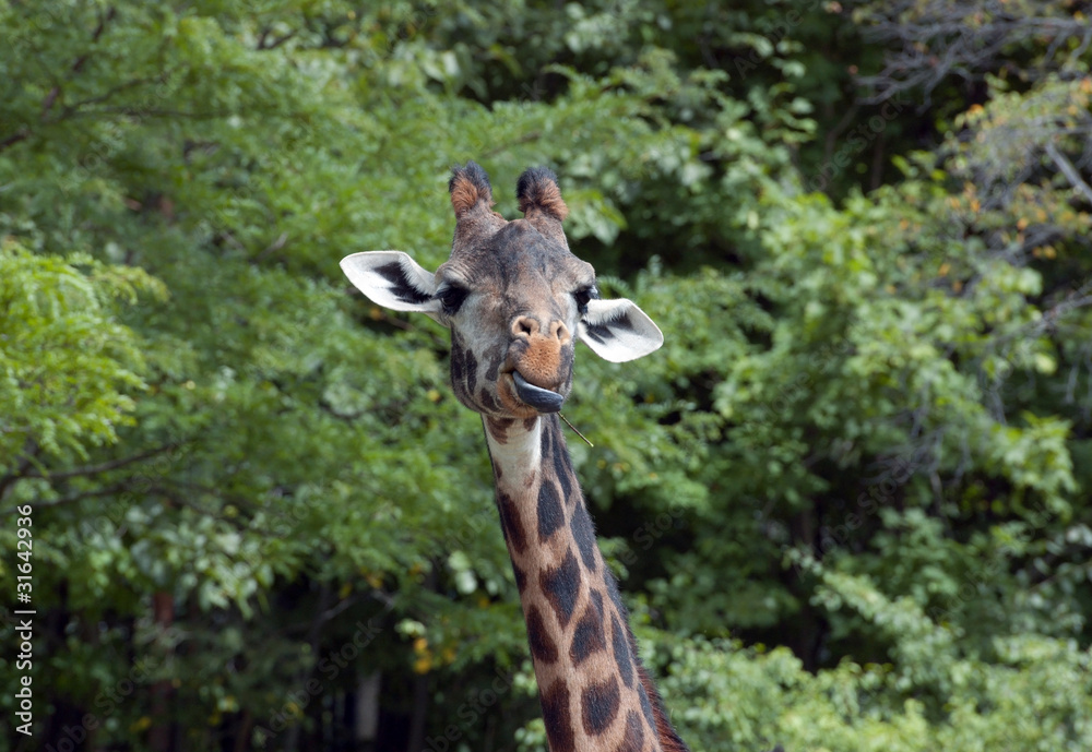 Fototapeta premium Giraffe