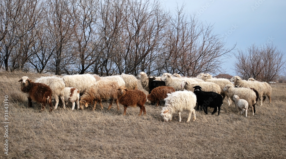 Sheeps on a pasture Sheeps on a pasture