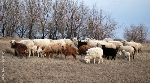 Fototapeta Naklejka Na Ścianę i Meble -  Sheeps on a pasture