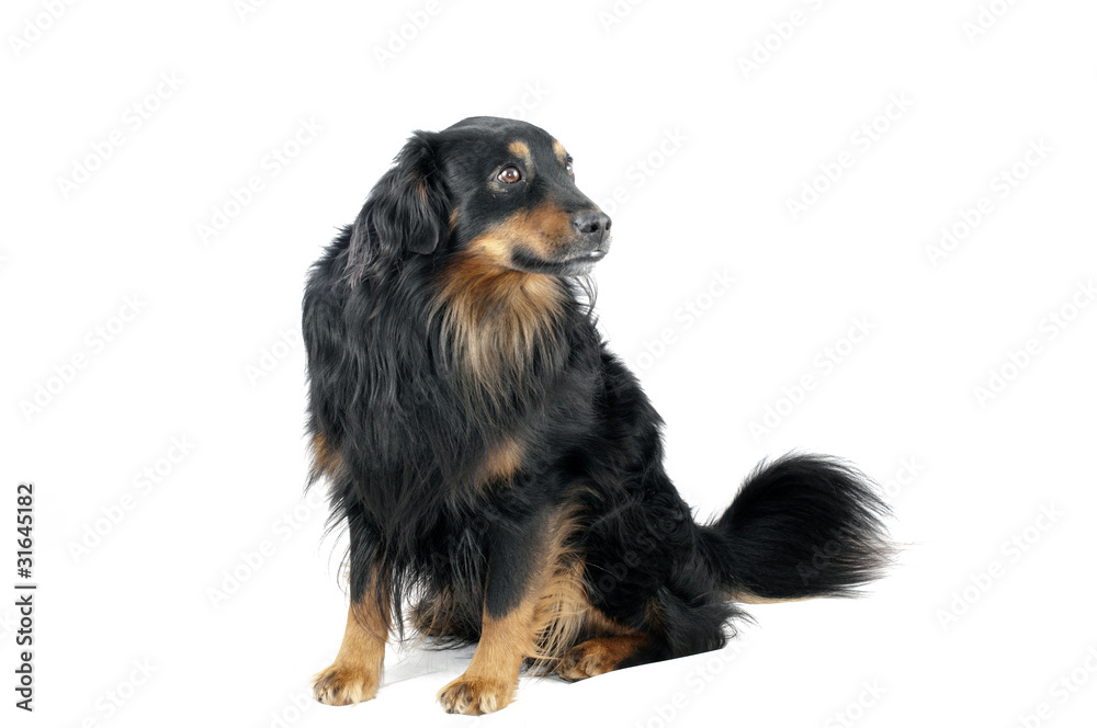 Dog Dog