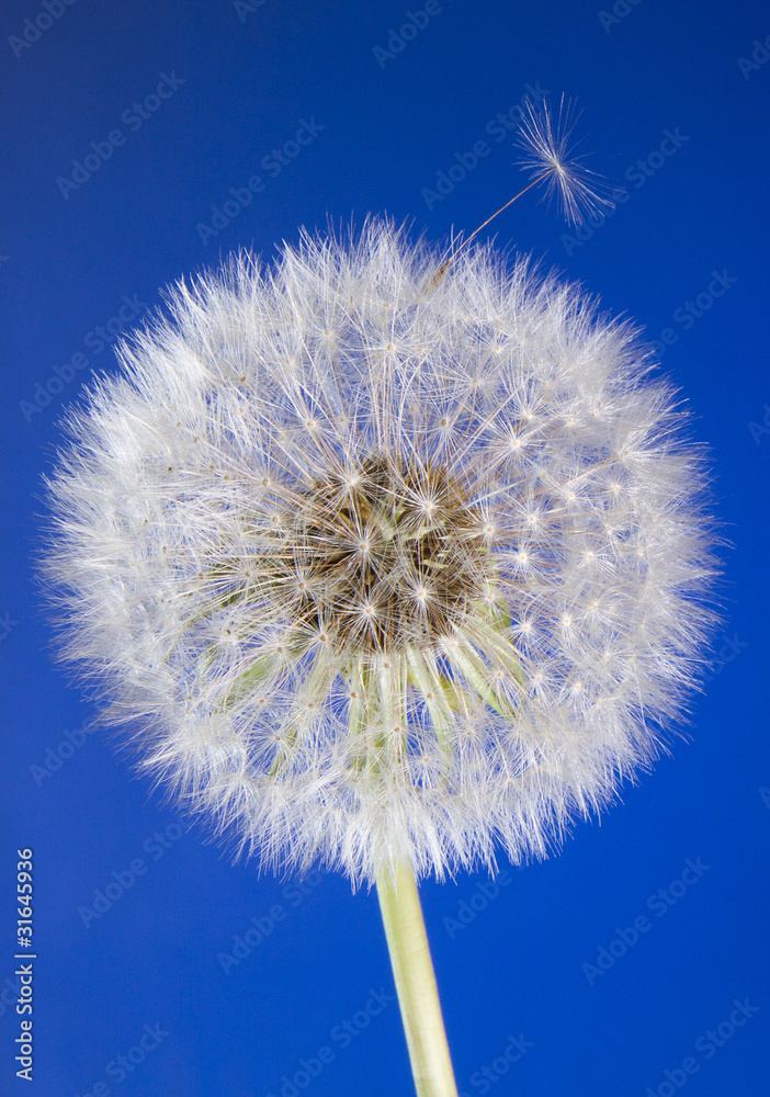 Fototapeta premium Close up of one dandelion head with seeds on blue sky background