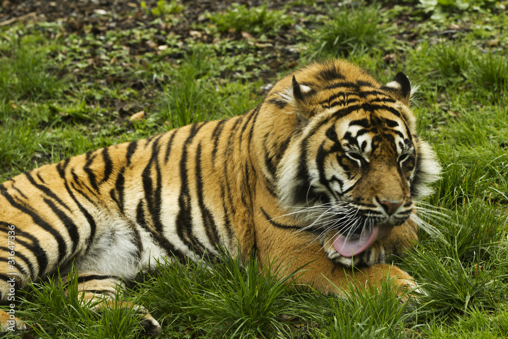 a tiger licking his paw a tiger licking his paw
