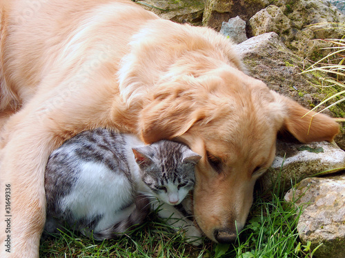 Cat and dog, best friends.