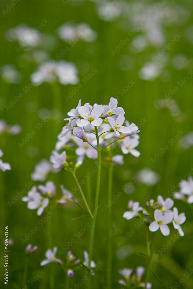 Wiesenschaum Wiesenschaum