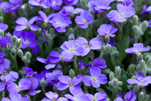 Small blue flowers © aaali