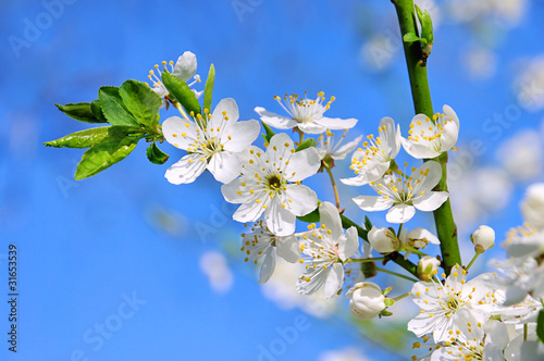 Pflaumenbaumbluete - plum blossom 75 photo