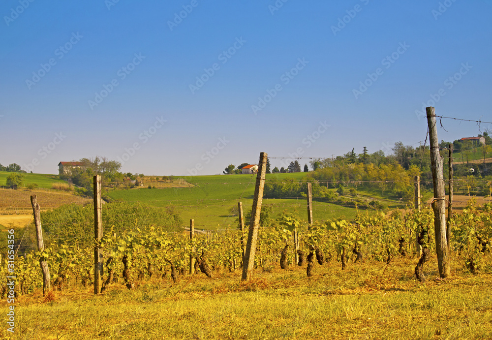 Obraz premium Vineyard