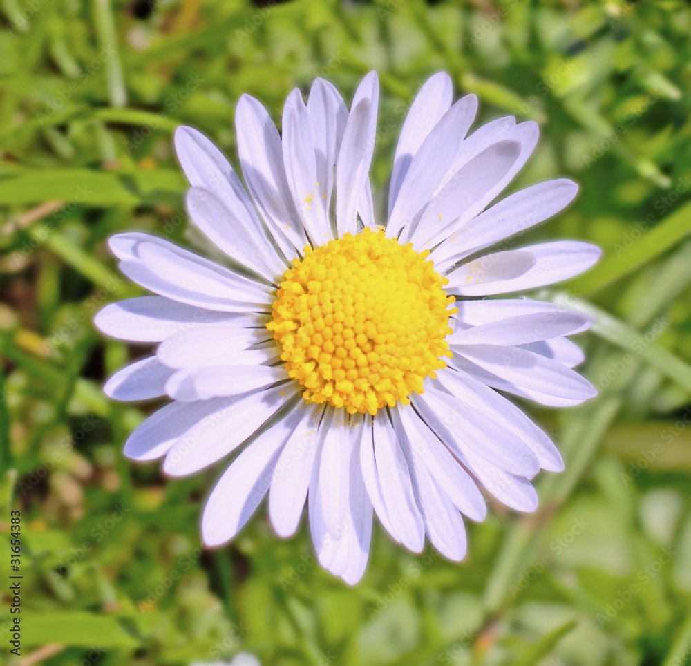 Daisy Daisy