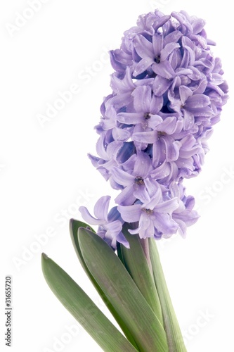 lila hyacinth