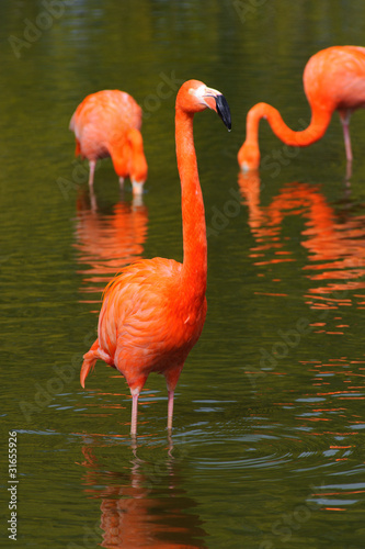 Flamingos in a pool