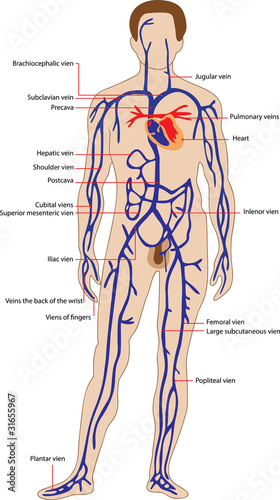 Veinous system photo