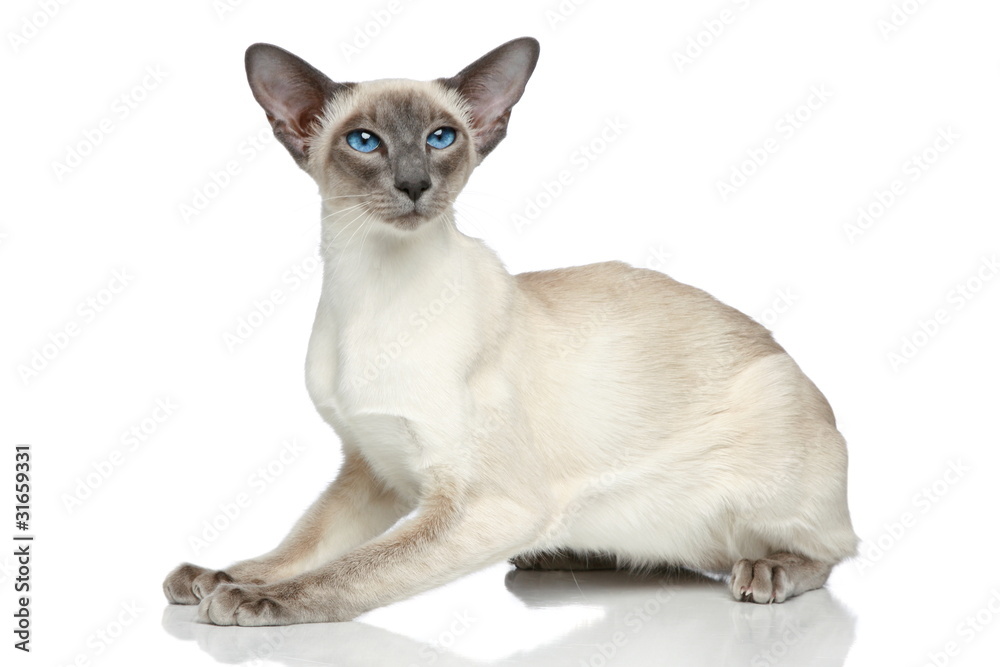 Oriental Blue-point siamese cat portrait