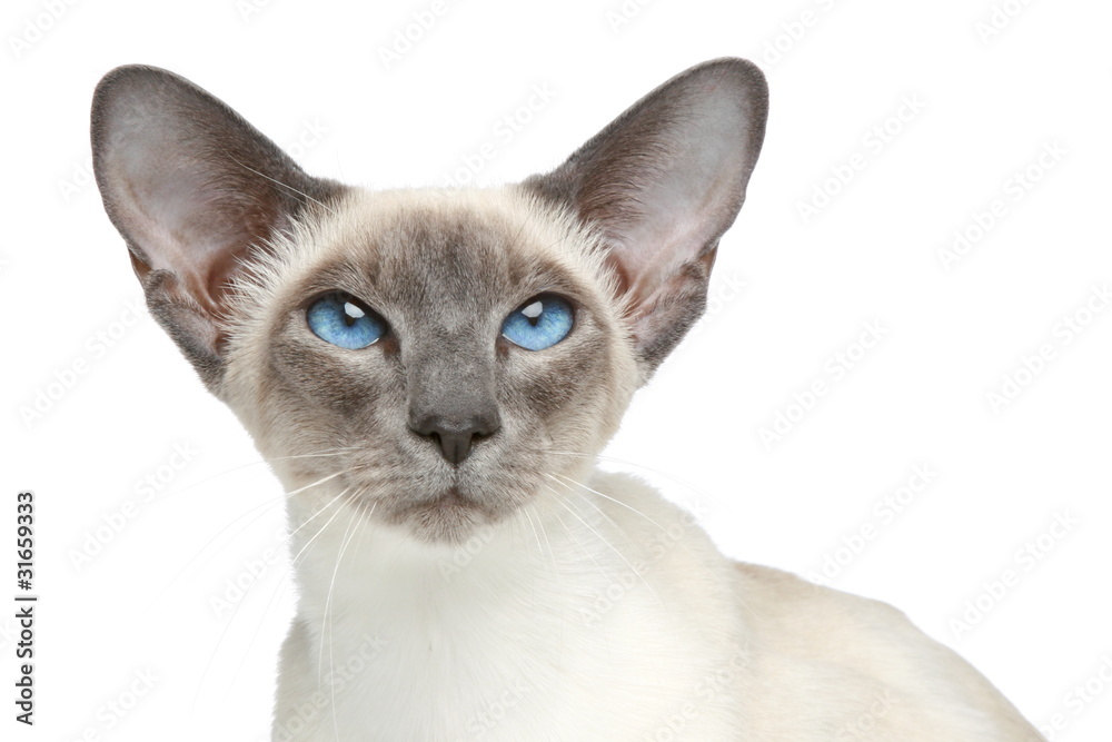 Oriental Blue-point siamese cat. Close-up portrait