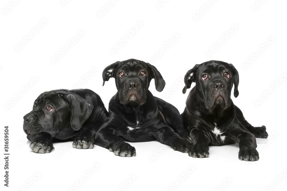 three Cane corso dog puppy lying on a white bacground