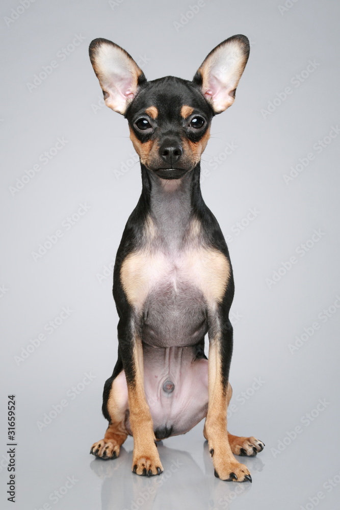 Stockfoto Russian Toy Terrier Puppy