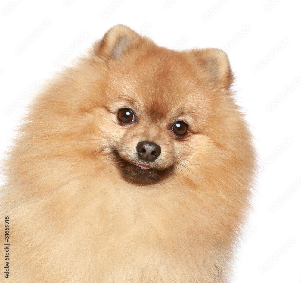 Obraz premium Pomeranian Spitz dog. Close-up portrait
