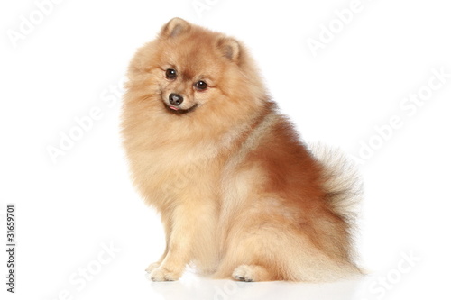 Pomeranian Spitz dog