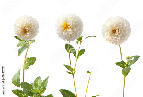 Fototapeta Naklejka Na Ścianę i Meble -  Beautiful white dahlias