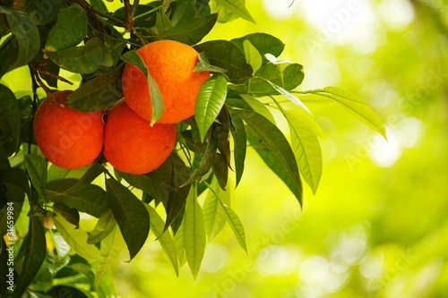 Close-up of an orange tree