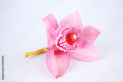 Fototapeta Naklejka Na Ścianę i Meble -  orchid isolated