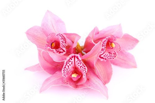 Fototapeta Naklejka Na Ścianę i Meble -  orchid isolated
