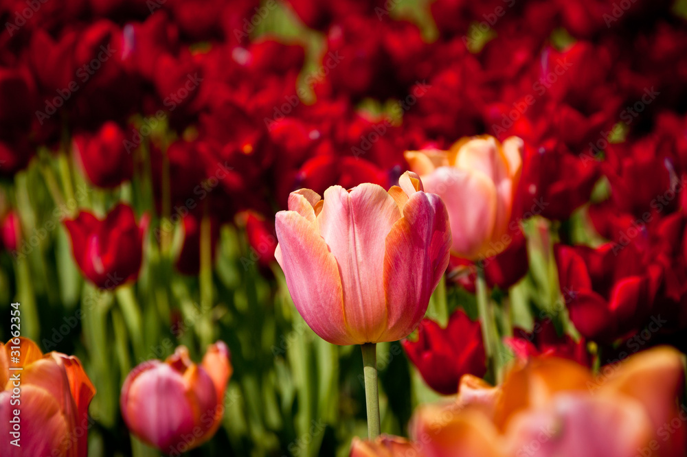 Tulip on red tulips background Tulip on red tulips background