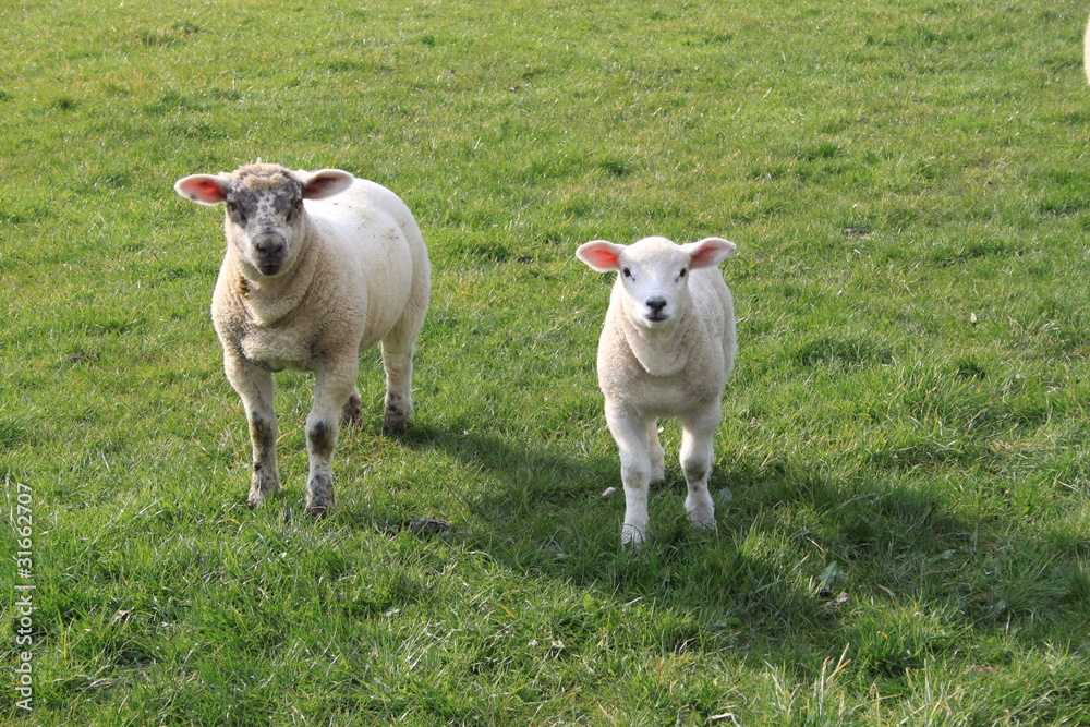 Fototapeta premium Two curious lambs standing in a field