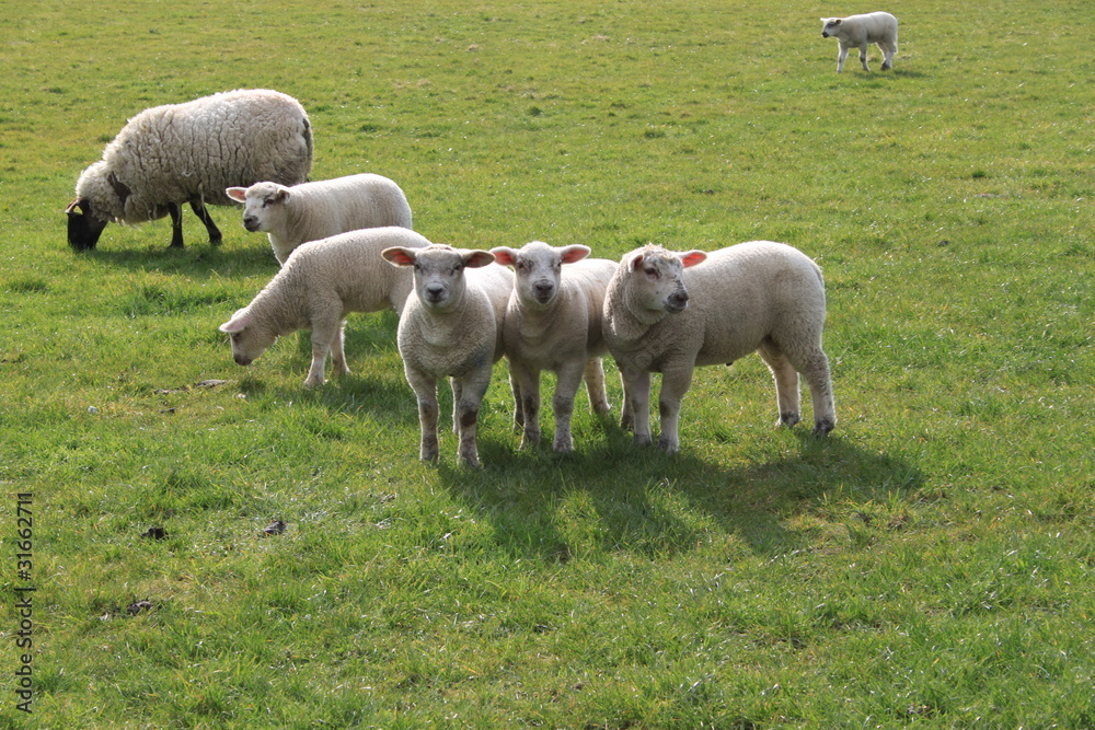 Some sheep and lambs in a field Some sheep and lambs in a field