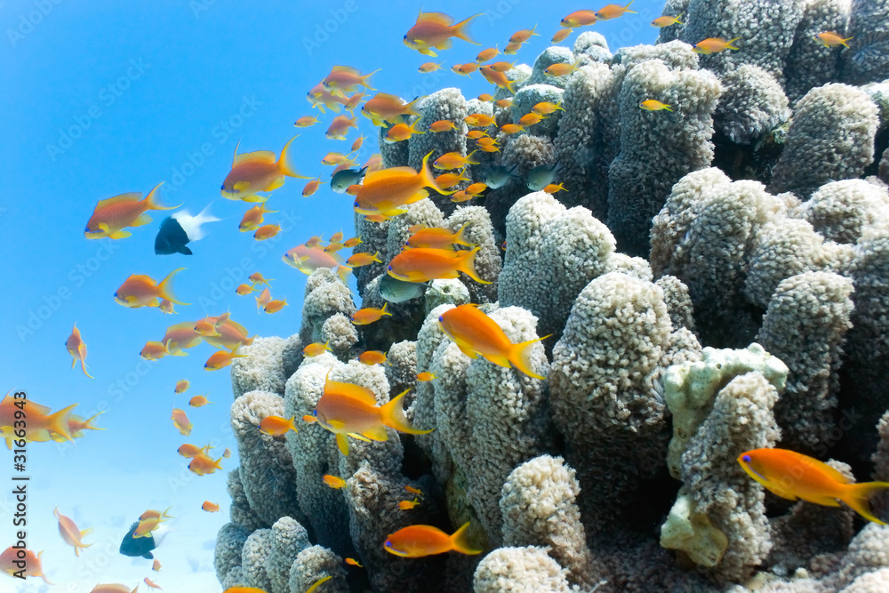 Shoal of anthias fish on the reef