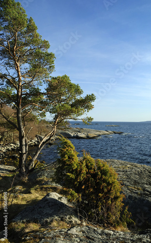 Vertical view for spring nature on Swedish coast